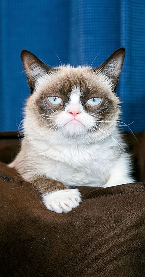 Grumpy Cat Imdb