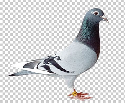 Pigeon Racing Png And Free Pigeon Racingpng Transparent Images 101407