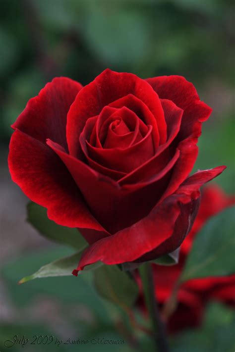 Resultado De Imagem Para Red Rose Photography Beautiful Rose Flowers