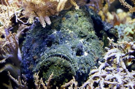 Stonefish The Worlds Deadliest And Most Venomous Fish