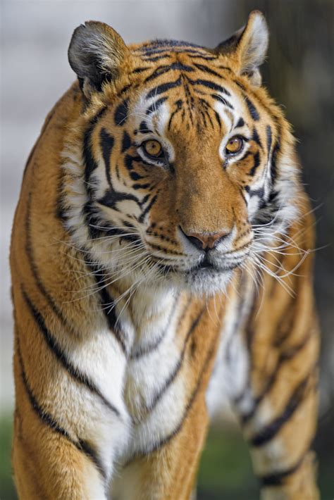 Pretty Noah Walking A Portrait Of The Male Bengal Tiger Wa Tambako