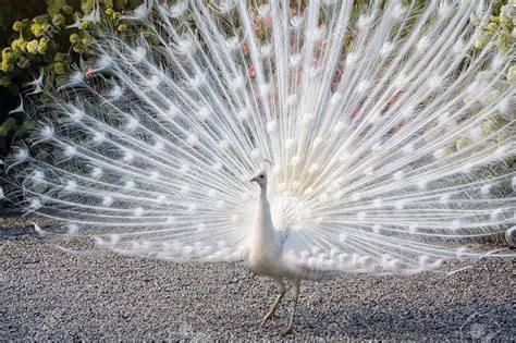 15 Beautiful White Peacock Pictures With Its Dazzling Feathers