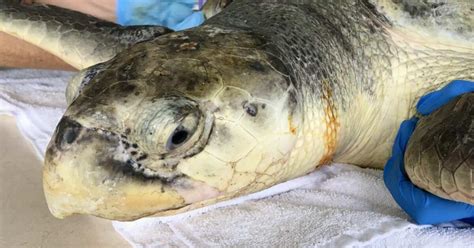 Cma Successfully Rehabs Releases Critically Endangered Sea Turtle