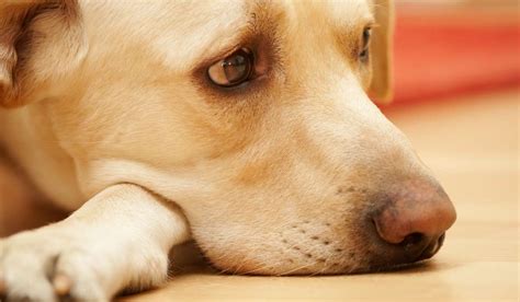 Tristeza En Los Perros ¿cómo Animarlos Síntomas Y Soluciones