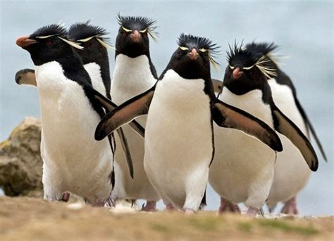 Penguins Penguins Funny Animal Memes Rockhopper Penguin