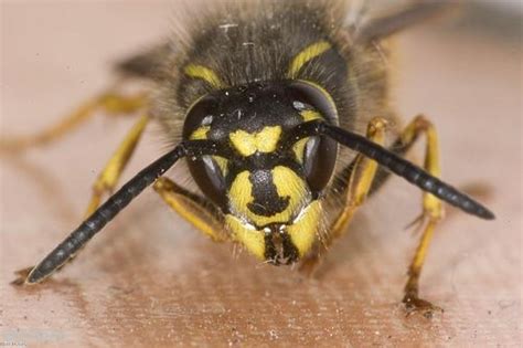 Outdoor Enthusiasts Warned Of Wasp Invasion