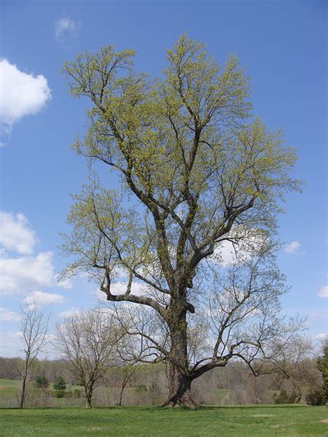 Filepoplar Tree Wikimedia Commons