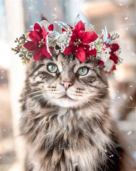 Artist Makes Flower Crowns For Animals And They Look Majestic