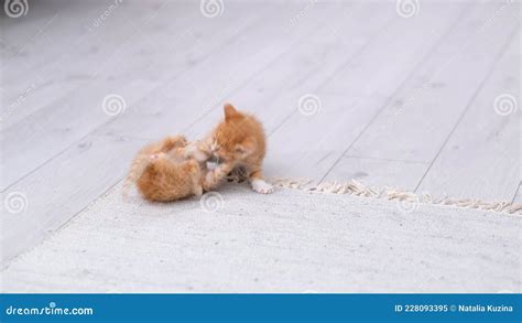 4k Two Little Red Ginger Striped Playful Kittens Playing At Home Cats