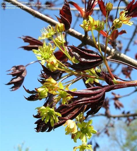 Plantfiles Pictures European Maple Norway Maple Crimson King Acer