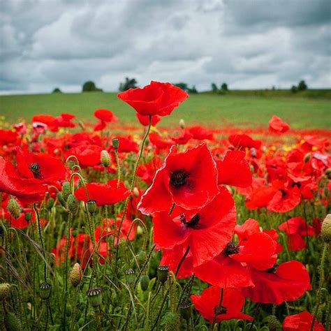 Red Flanders Field Poppy Papaver Rhoeas Seeds 8000 Etsy