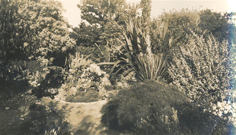 Photographs Of Garden At Forest Hill Sandford Tasmania C 1900
