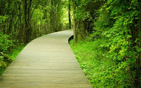 Nature Trees Path Wallpapers Hd Desktop And Mobile