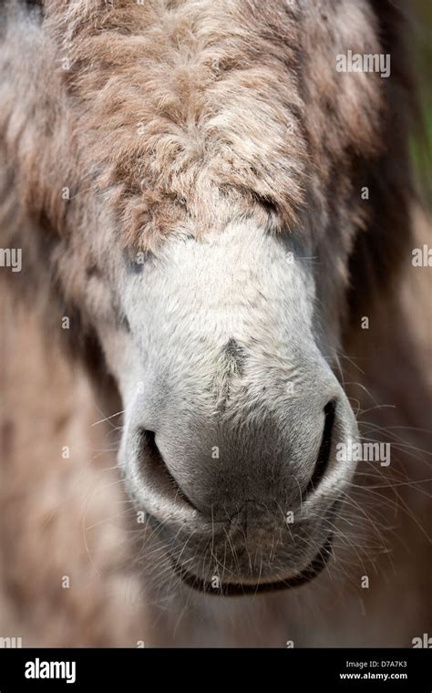Donkey Nose Hi Res Stock Photography And Images Alamy