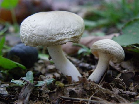 Pin By Joyce Carroll On Fungirl Fungi Stuffed Mushrooms Fungi Food