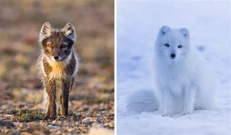 How Long Do Arctic Foxes Live Polar Guidebook