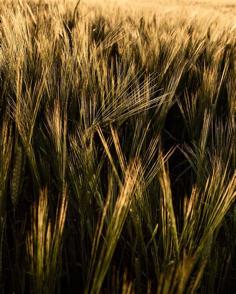 Ears Grasses Field Dry Plant Hd Phone Wallpaper Peakpx