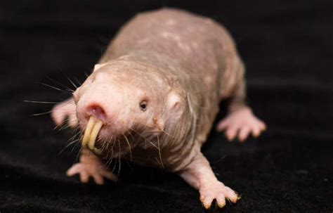 Naked Mole Rat Anti Cancer Gene Has Sequence Appears My Xxx Hot Girl