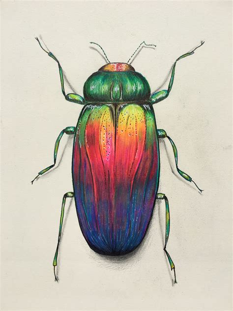 Colourful Beetle Pencil Drawing Prismacolor Pencil Drawings Of