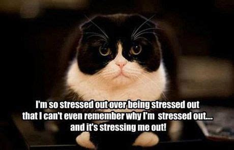 Some cats pant when they are stressed or anxious, for instance, when you bring them to the veterinarian, on car rides, when moving or traveling, or if another cat is stalking them or trying to start a fight. Stressed Out Meme | im-so-stressed-out-over-being-stressed ...
