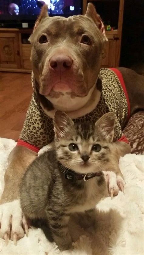 I Found My Kitten At Days Old And My Pit Tried To Breastfeed Her For