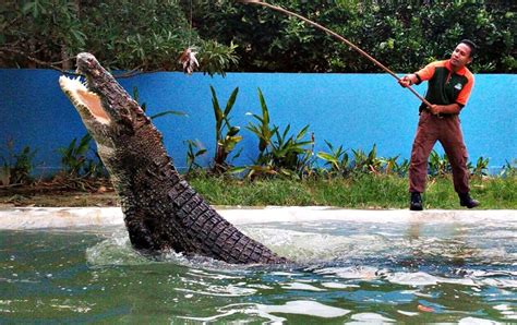 Taman burung kuala lumpur atau kl bird park adalah salah satu tempat pelancongan yang sangat popular di kuala lumpur. ( PROMO 2019 ! ) | Harga Tiket Wildlife Langkawi + 15% OFF ...