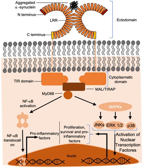 Structure Of The Toll Like Receptor And Signaling Pathway Responsible Download Scientific