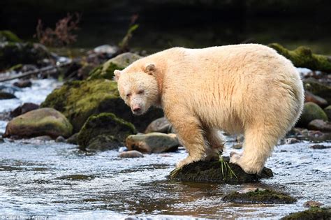 White Spirit Bear Pictured Hunting For Salmon In Canada Daily Mail