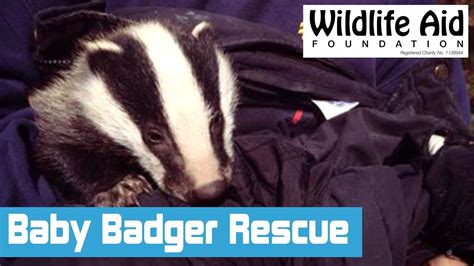 Badger Cub Rescue Mission Saving Wildlife Youtube