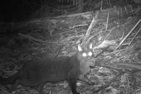 Tasmanian Devils Keep Feral Cats At Bay In Turn Saving Bandicoots