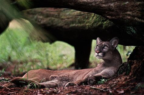 Florida Panther Endangered Wildlife In National Geographic