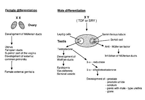 Human Sexual Differentiation Figure 5