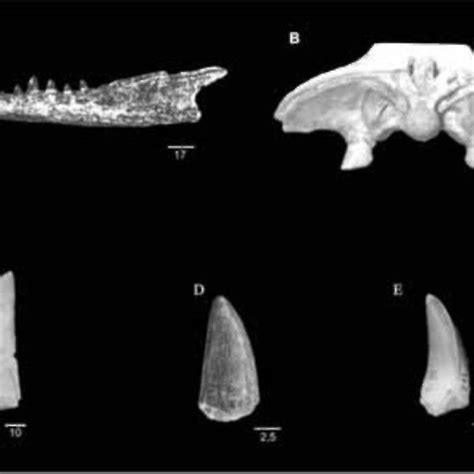 Pdf Vertebrates Of The Marília Formation Late Maastrichtian From
