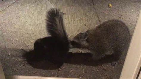 Raccoon Sniffs Skunk S Ass Youtube