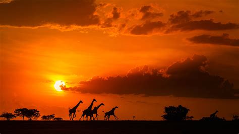 4591229 Savannah Sun Photography Sunset Zebras Landscape Africa