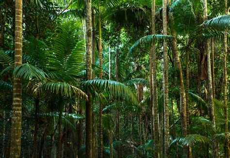 Fotos Gratis árbol Naturaleza Rama Místico Verde Selva Botánica