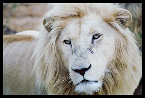 Worlds All Amazing Things Picturesimages And Wallpapers White Lion