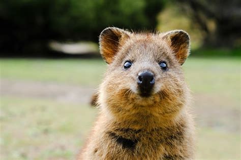 What Is A Quokka 15 Facts About The Happiest Creature