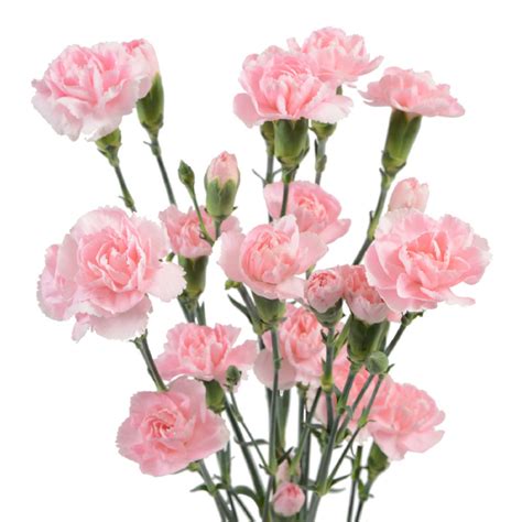 Consumer Bunches Mini Carnation Multiflora