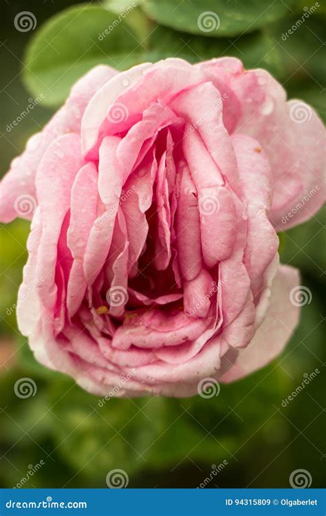 erotic rose flower stock image image of bigpinklips 94315809