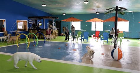 Countrys First Indoor Dog Water Park Is Approved By Pampered Pups