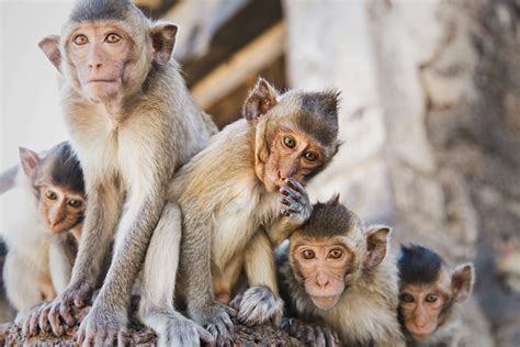 Monkey Invasion Wild Earth News And Facts By World Animal Foundation