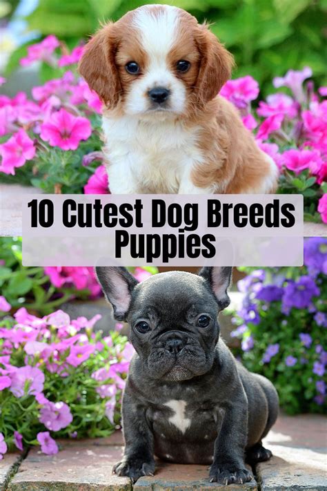 10 Cutest Dog Breeds Puppies Cute Dogs Breeds Cute Dogs Cute Small Dogs