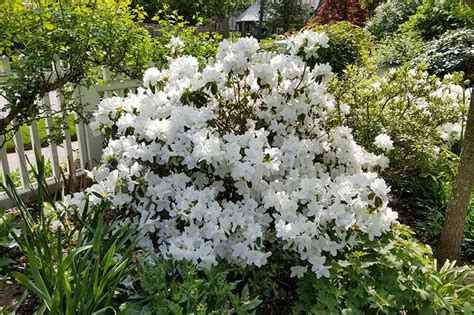 How To Grow And Care For Azalea Bushes Gardeners Path