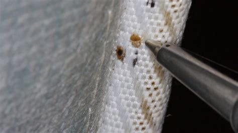 How To Inspect And Look For Bed Bugs