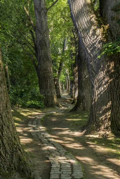 Fairy Tale Path In A Forest With Sun Shining Through Stock Photo