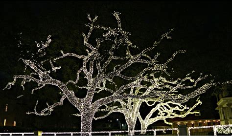 Lighted Oak Tree Country Themed Parties New Orleans Homes Oak Tree