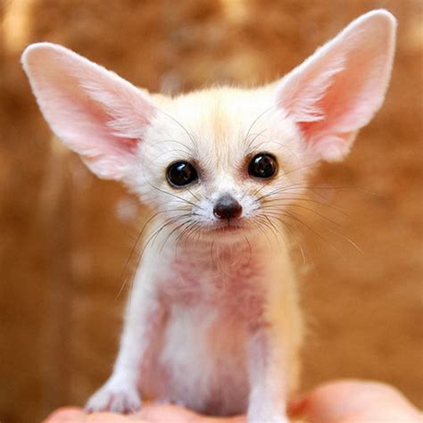 Cutest Baby Puppiesandfennec Fox Adorable Dogs Photo