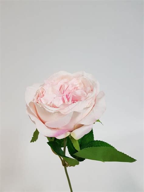 david austin rose short stem pink desflora