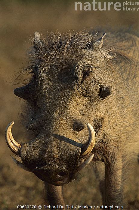 Nature Picture Library Cape Warthog Phacochoerus Aethiopicus Portrait